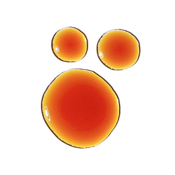 Suero Antioxidante Pycnogenol 5